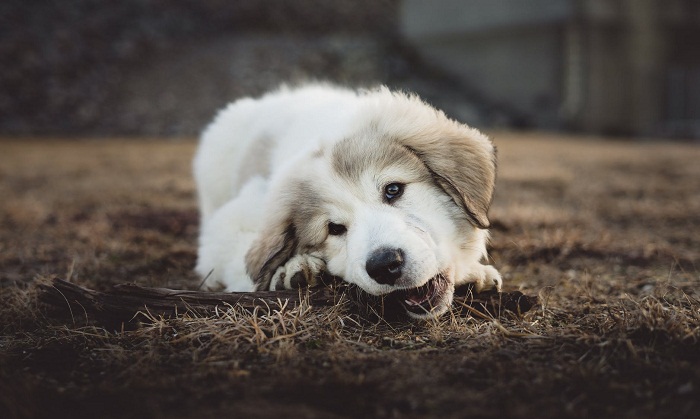 Best Chew Toys For Puppies